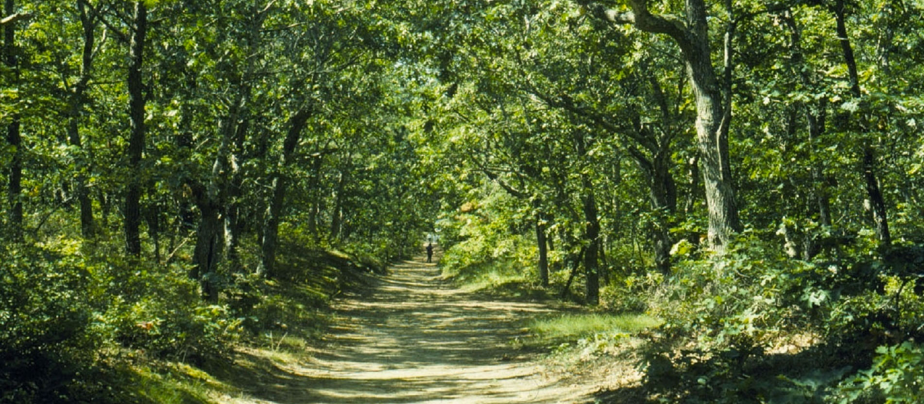 forest scene